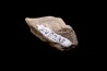 TRICERATOPS:   Bone's fragment with predation marks - Hell Creek  Fmt - upper cretaceous - Montana - USA