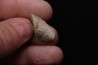 TRICERATOPS:   Bone's fragment with predation marks - Hell Creek  Fmt - upper cretaceous - Montana - USA