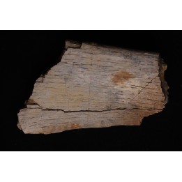 TRICERATOPS:   Bone's fragment with predation marks - Hell Creek  Fmt - upper cretaceous - Montana - USA