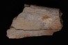 fragment d'os de dinosaure TRICERATOPS avec trace de prédation   Hell Creek  FMT - crétacé supérieur - Montana - USA