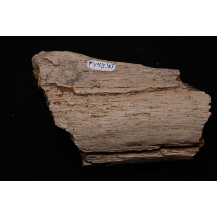 TRICERATOPS:   Bone's fragment with predation marks - Hell Creek  Fmt - upper cretaceous - Montana - USA