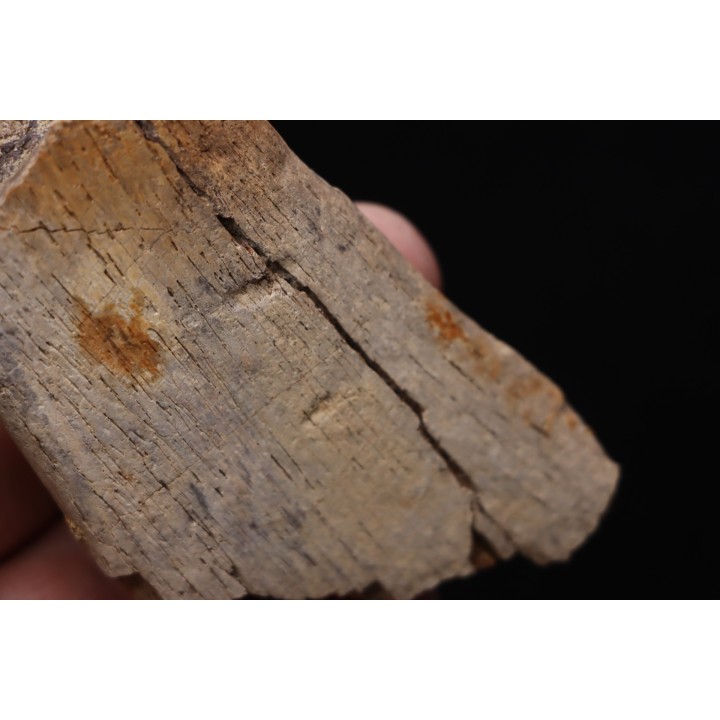 fragment d'os de dinosaure TRICERATOPS avec trace de prédation   Hell Creek  FMT - crétacé supérieur - Montana - USA