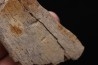 TRICERATOPS:   Bone's fragment with predation marks - Hell Creek  Fmt - upper cretaceous - Montana - USA