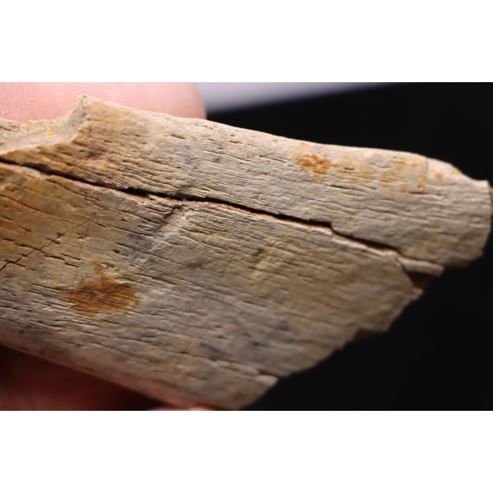 fragment d'os de dinosaure TRICERATOPS avec trace de prédation   Hell Creek  FMT - crétacé supérieur - Montana - USA