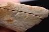 TRICERATOPS:   Bone's fragment with predation marks - Hell Creek  Fmt - upper cretaceous - Montana - USA