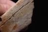 fragment d'os de dinosaure TRICERATOPS avec trace de prédation   Hell Creek  FMT - crétacé supérieur - Montana - USA