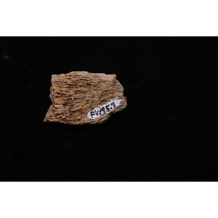 fragment d'os de dinosaure TRICERATOPS avec trace de prédation   Hell Creek  FMT - crétacé supérieur - Montana - USA