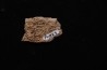 fragment d'os de dinosaure TRICERATOPS avec trace de prédation Hell Creek FMT - crétacé supérieur - Montana - USA