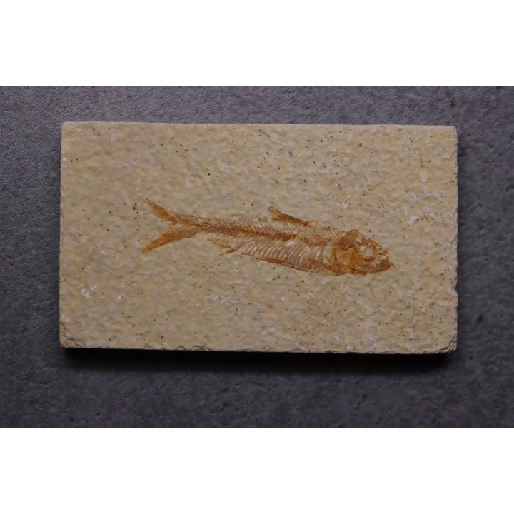 KNIGHTIA EOCAENA - Eocène - green river formation - Kemmerer, Wyoming - USA