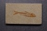 KNIGHTIA EOCAENA - Eocène - green river formation - Kemmerer, Wyoming - USA