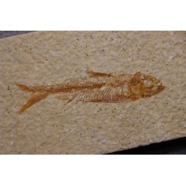 poisson fossile KNIGHTIA EOCAENA - Eocène - green river formation - WYOMING, USA
