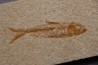 poisson fossile KNIGHTIA EOCAENA - Eocène - green river formation - WYOMING, USA