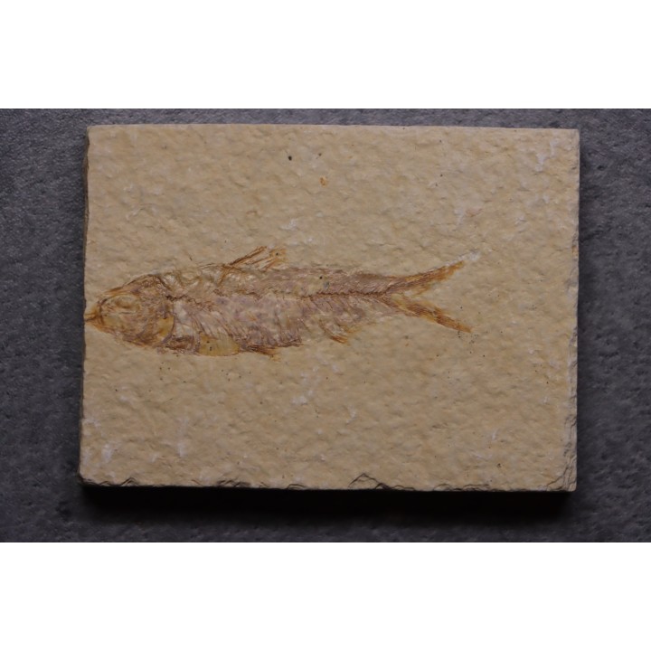 poisson fossile KNIGHTIA EOCAENA - Eocène - green river formation - WYOMING, USA