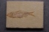 poisson fossile KNIGHTIA EOCAENA - Eocène - green river formation - WYOMING, USA