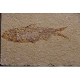 poisson fossile KNIGHTIA EOCAENA - Eocène - green river formation - WYOMING, USA