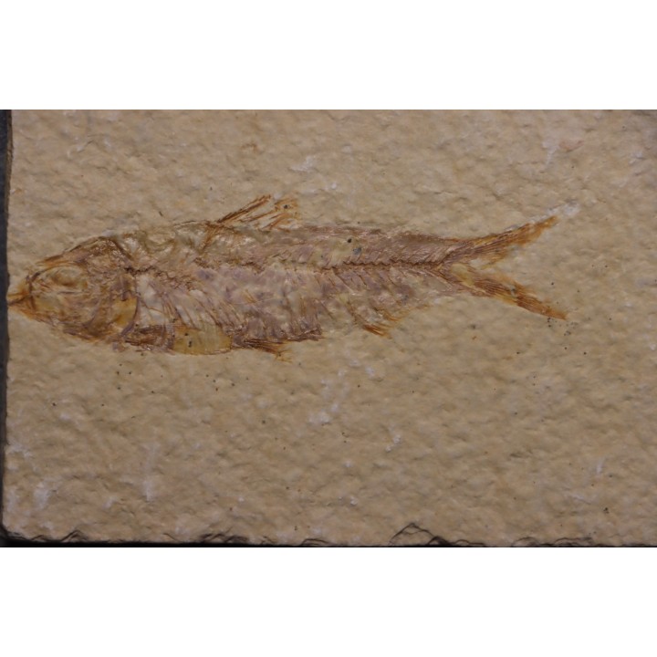 KNIGHTIA EOCAENA - Eocène - green river formation - Kemmerer, Wyoming - USA
