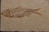 KNIGHTIA EOCAENA - Eocène - green river formation - Kemmerer, Wyoming - USA