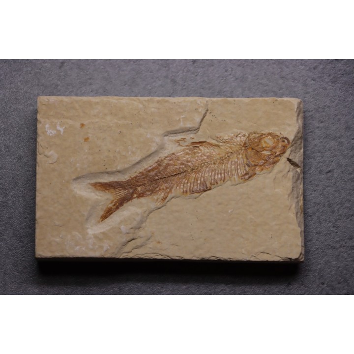 KNIGHTIA EOCAENA - Eocène - green river formation - Kemmerer, Wyoming - USA