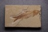 poisson fossile KNIGHTIA EOCAENA - Eocène - green river formation - WYOMING, USA