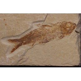 KNIGHTIA EOCAENA - Eocène - green river formation - Kemmerer, Wyoming - USA