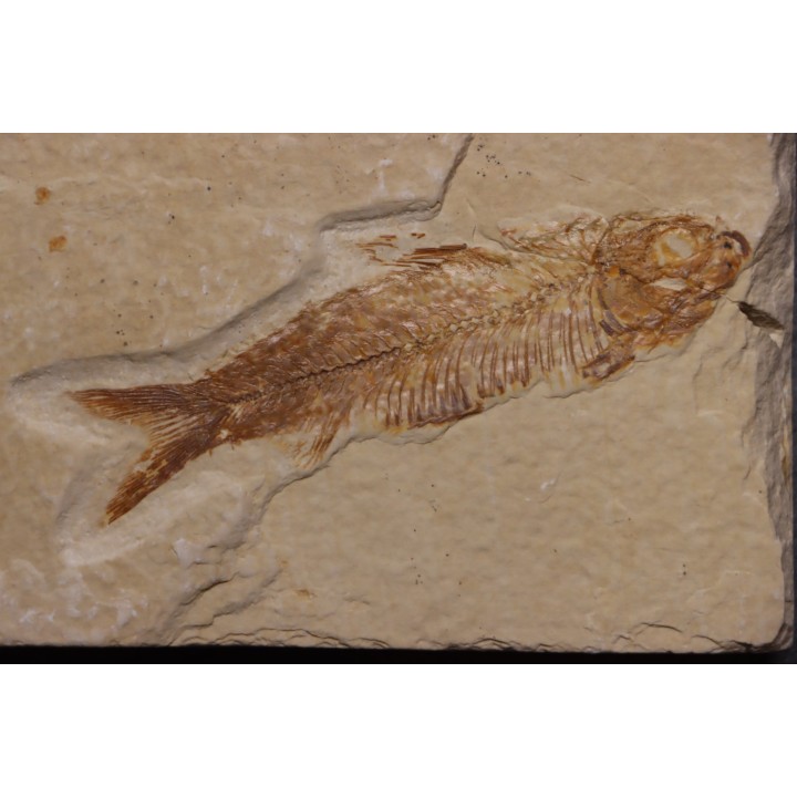 KNIGHTIA EOCAENA - Eocène - green river formation - Kemmerer, Wyoming - USA