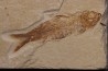 poisson fossile KNIGHTIA EOCAENA - Eocène - green river formation - WYOMING, USA