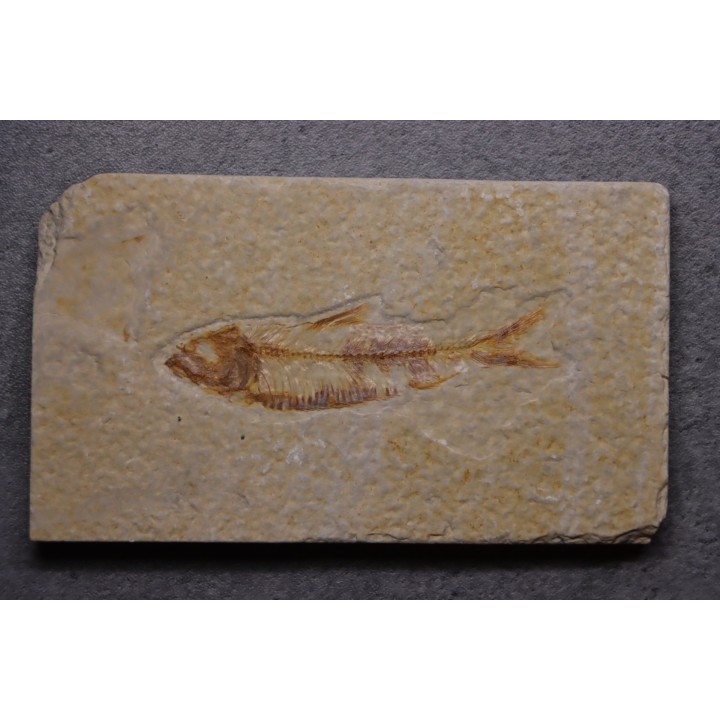poisson fossile KNIGHTIA EOCAENA - Eocène - green river formation - WYOMING, USA