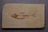 KNIGHTIA EOCAENA - Eocène - green river formation - Kemmerer, Wyoming - USA