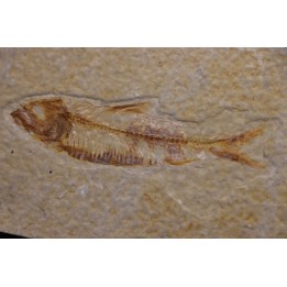 KNIGHTIA EOCAENA - Eocène - green river formation - Kemmerer, Wyoming - USA