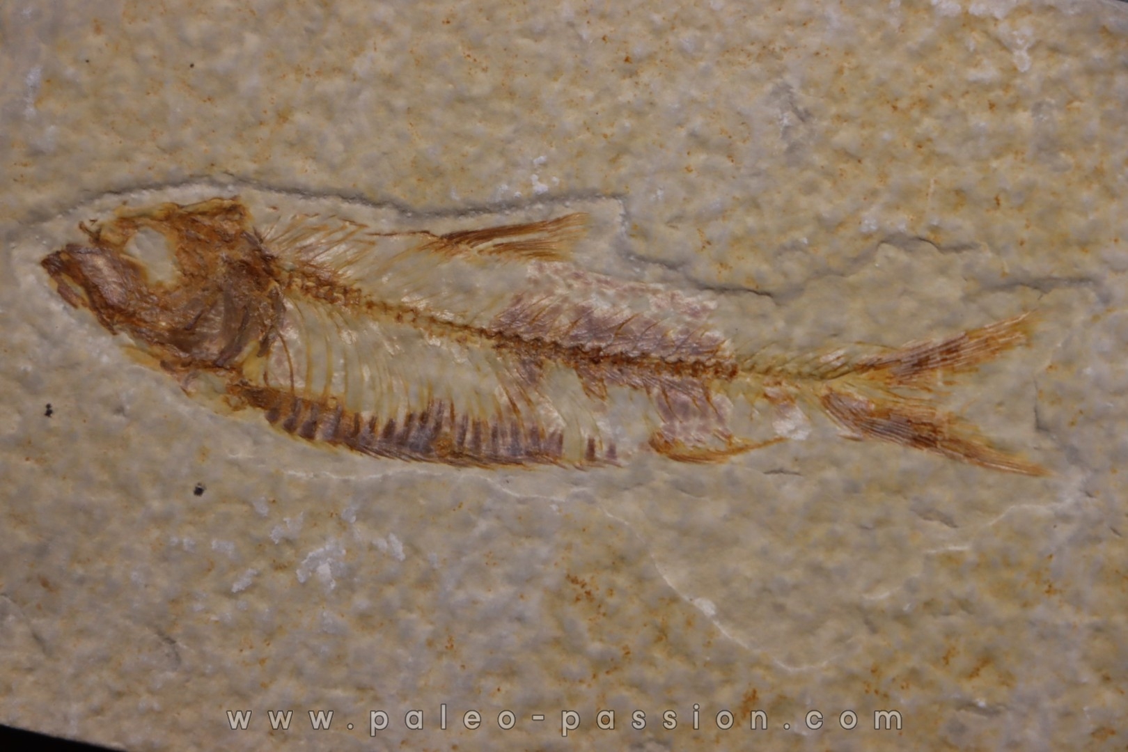 KNIGHTIA EOCAENA - Eocène - green river formation - Kemmerer, Wyoming - USA