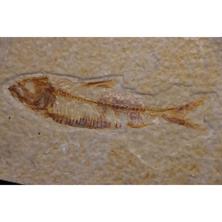 KNIGHTIA EOCAENA - Eocène - green river formation - Kemmerer, Wyoming - USA