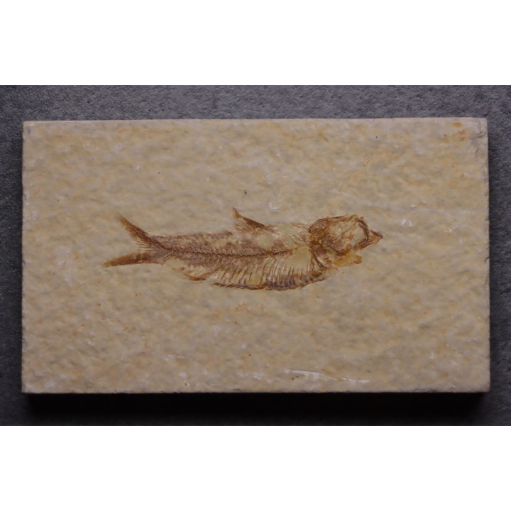 KNIGHTIA EOCAENA - Eocène - green river formation - Kemmerer, Wyoming - USA