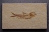 poisson fossile KNIGHTIA EOCAENA - Eocène - green river formation - WYOMING, USA