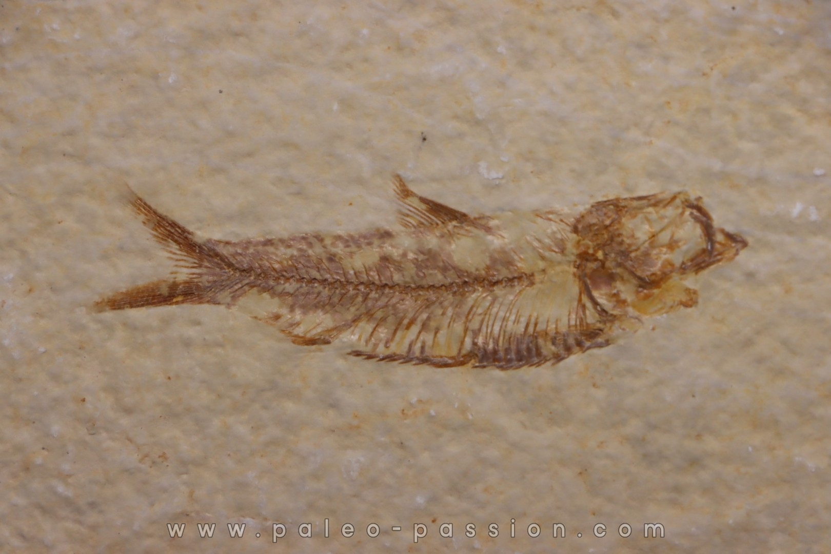 KNIGHTIA EOCAENA - Eocène - green river formation - Kemmerer, Wyoming - USA