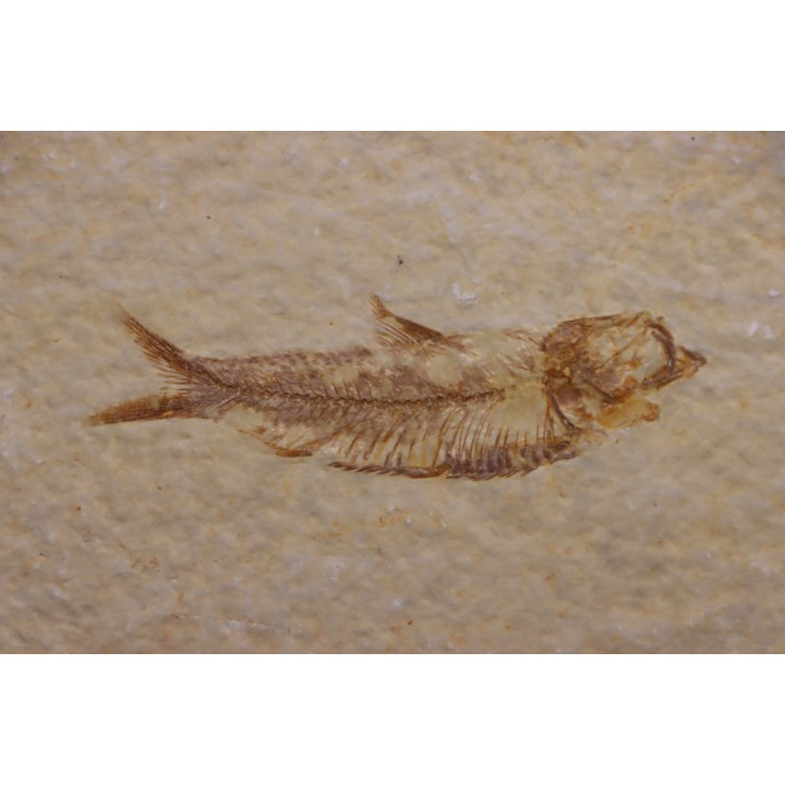 KNIGHTIA EOCAENA - Eocène - green river formation - Kemmerer, Wyoming - USA