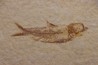 poisson fossile KNIGHTIA EOCAENA - Eocène - green river formation - WYOMING, USA