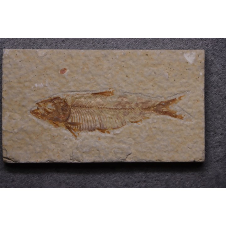 poisson fossile KNIGHTIA EOCAENA - Eocène - green river formation - WYOMING, USA