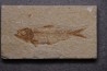 poisson fossile KNIGHTIA EOCAENA - Eocène - green river formation - WYOMING, USA