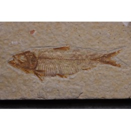 poisson fossile KNIGHTIA EOCAENA - Eocène - green river formation - WYOMING, USA