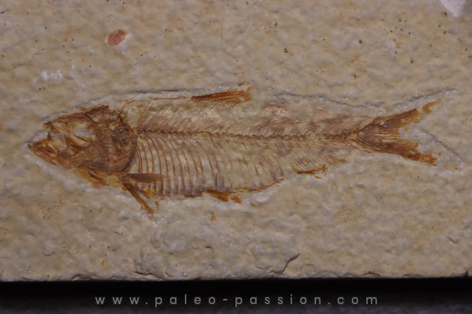 poisson fossile KNIGHTIA EOCAENA - Eocène - green river formation - WYOMING, USA