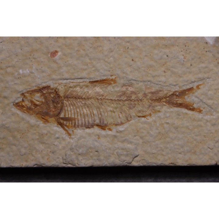 poisson fossile KNIGHTIA EOCAENA - Eocène - green river formation - WYOMING, USA