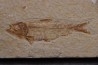 KNIGHTIA EOCAENA - Eocène - green river formation - Kemmerer, Wyoming - USA