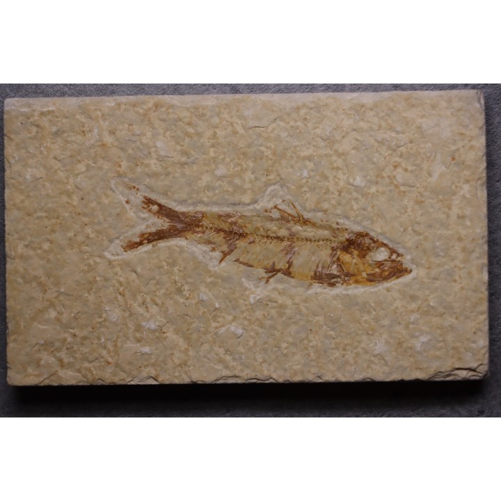 KNIGHTIA EOCAENA - Eocène - green river formation - Kemmerer, Wyoming - USA