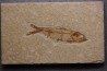 KNIGHTIA EOCAENA - Eocène - green river formation - Kemmerer, Wyoming - USA