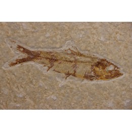 KNIGHTIA EOCAENA - Eocène - green river formation - Kemmerer, Wyoming - USA