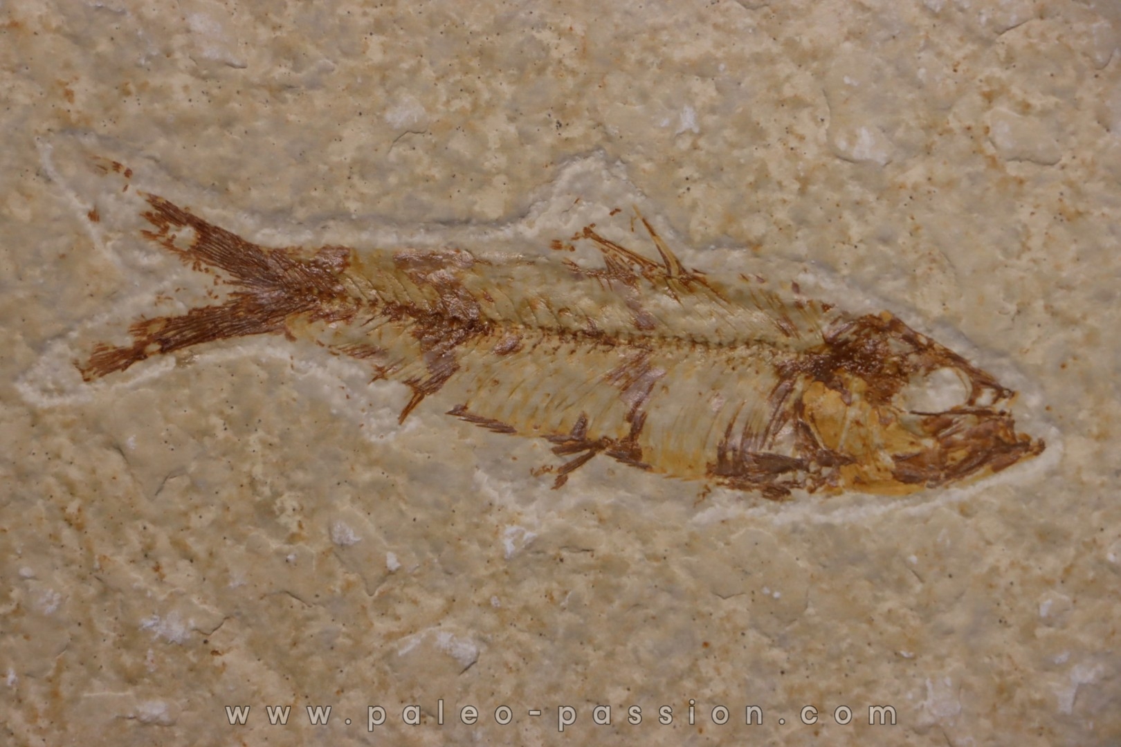 poisson fossile KNIGHTIA EOCAENA - Eocène - green river formation - WYOMING, USA