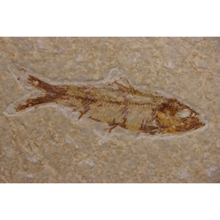KNIGHTIA EOCAENA - Eocène - green river formation - Kemmerer, Wyoming - USA