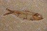 poisson fossile KNIGHTIA EOCAENA - Eocène - green river formation - WYOMING, USA