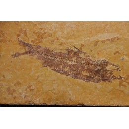 KNIGHTIA EOCAENA - Eocène - green river formation - Kemmerer, Wyoming - USA