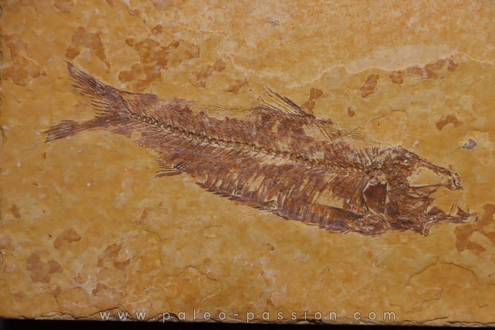 KNIGHTIA EOCAENA - Eocène - green river formation - Kemmerer, Wyoming - USA